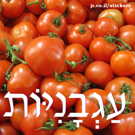 tomatoes in Hebrew